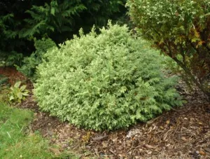 Cream Ball Japanese False Cypress