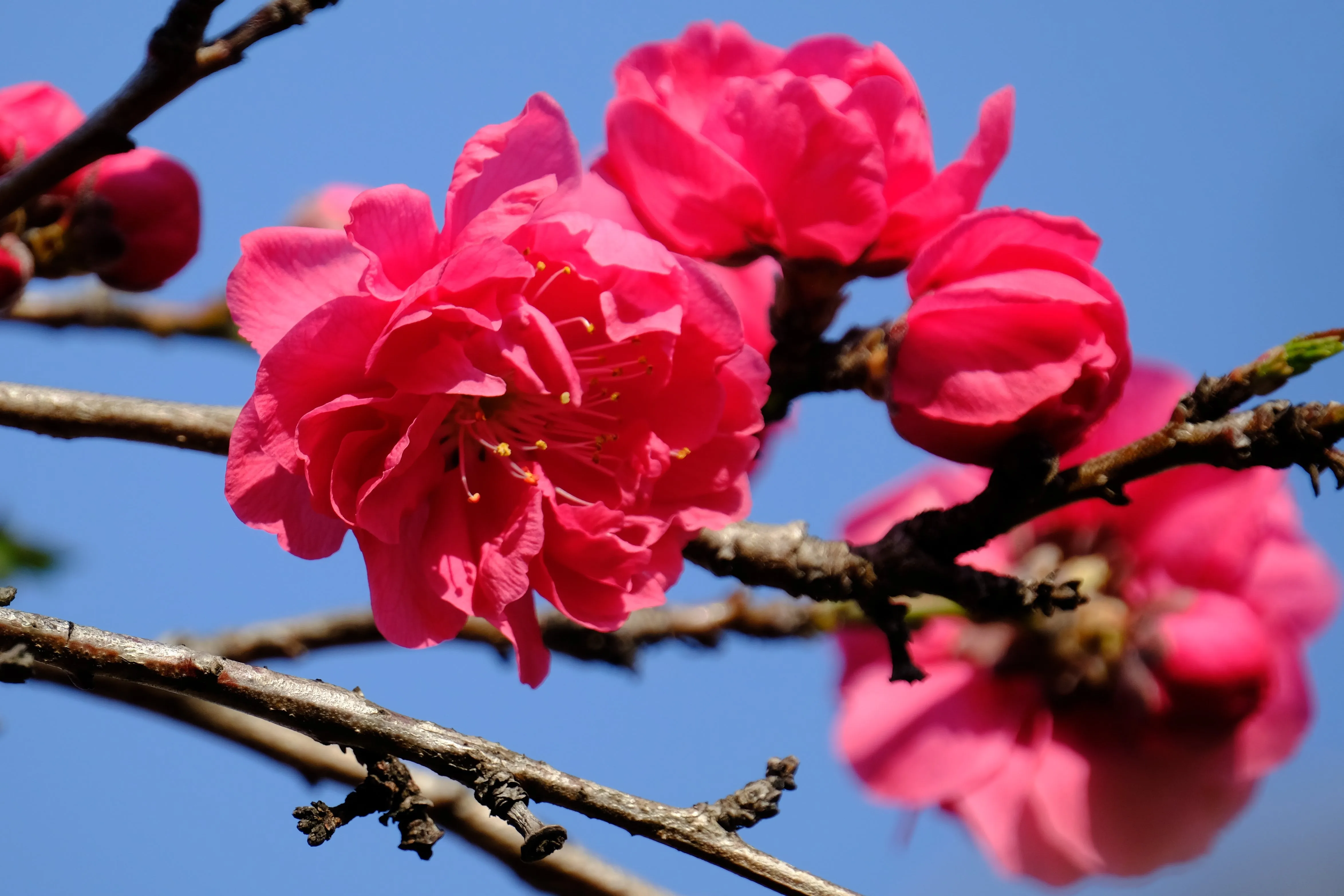 Crimson Cascade Weeping Peach Tree