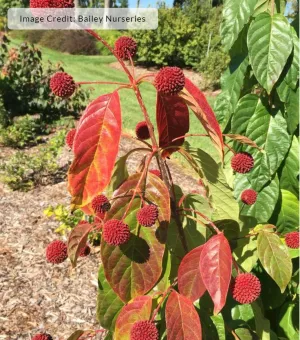 Crimson Comet Buttonbush