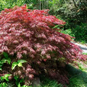 Crimson Queen Japanese Maple