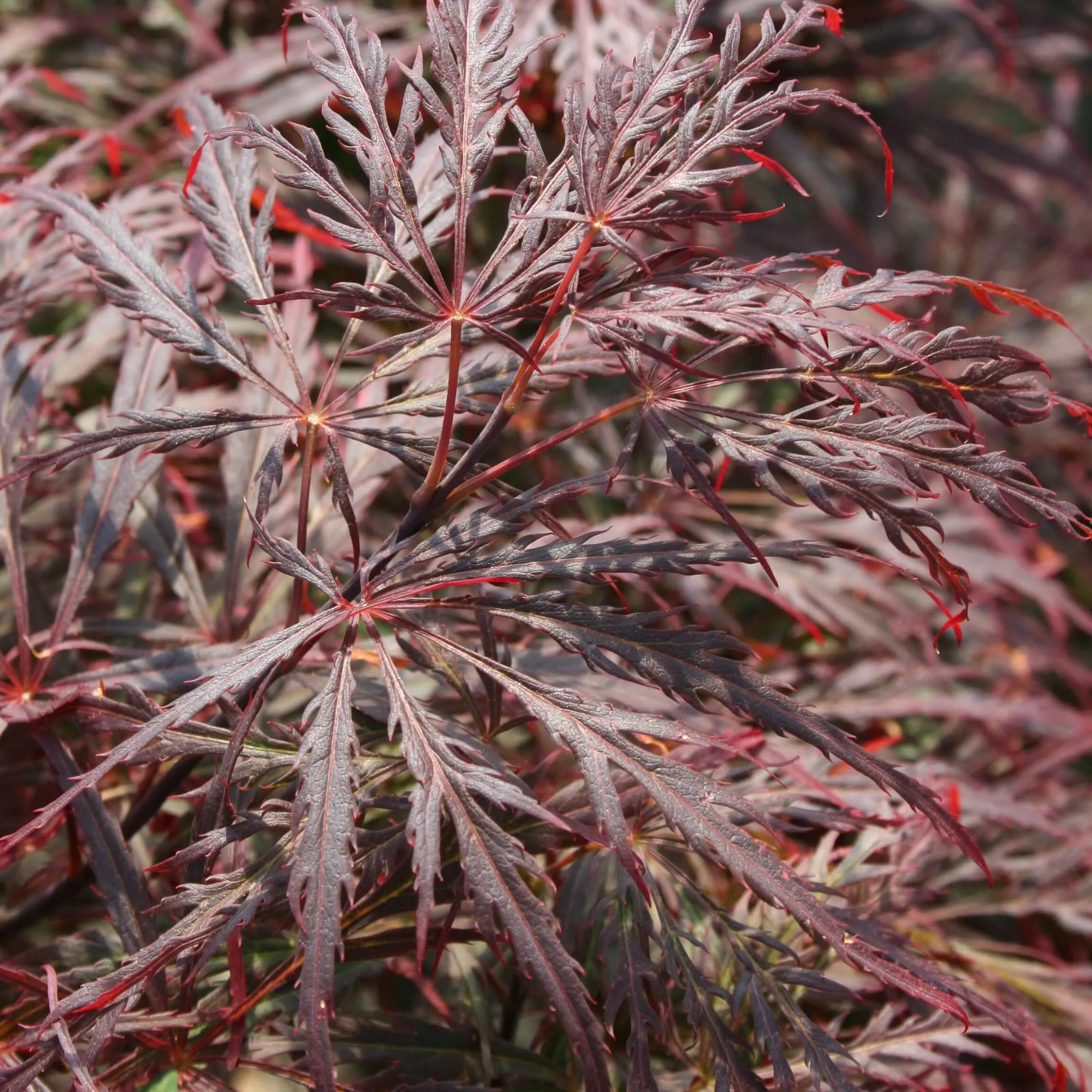 Crimson Queen Japanese Maple