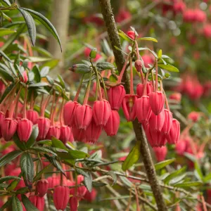 Crinodendron hookerianum 5L (80-90cm)