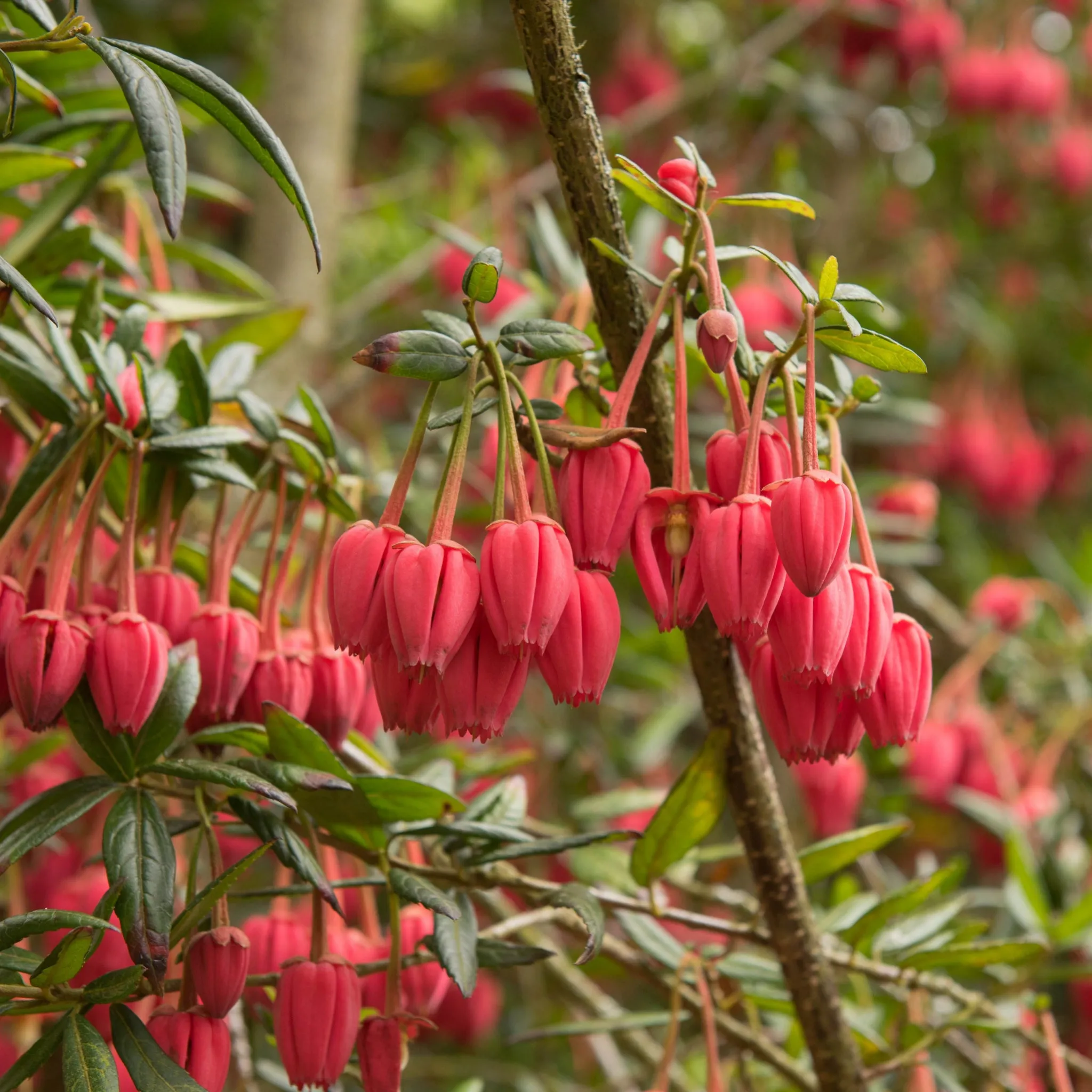 Crinodendron hookerianum 5L (80-90cm)