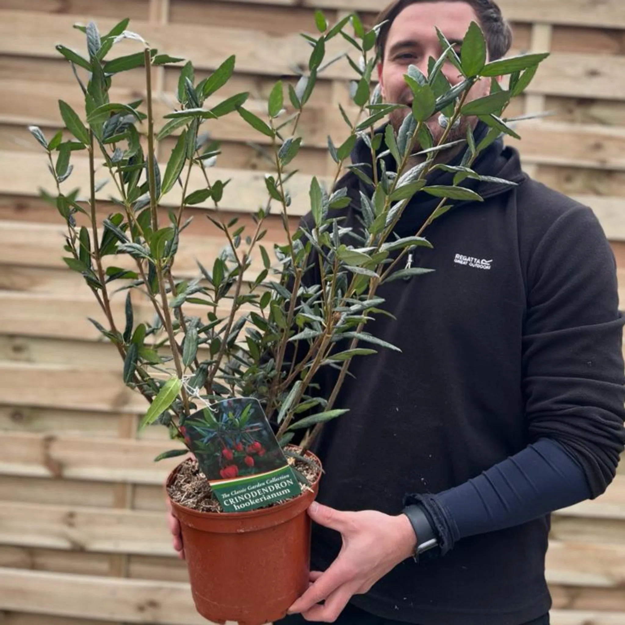 Crinodendron hookerianum 5L (80-90cm)