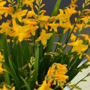 Crocosmia 'George Davison'