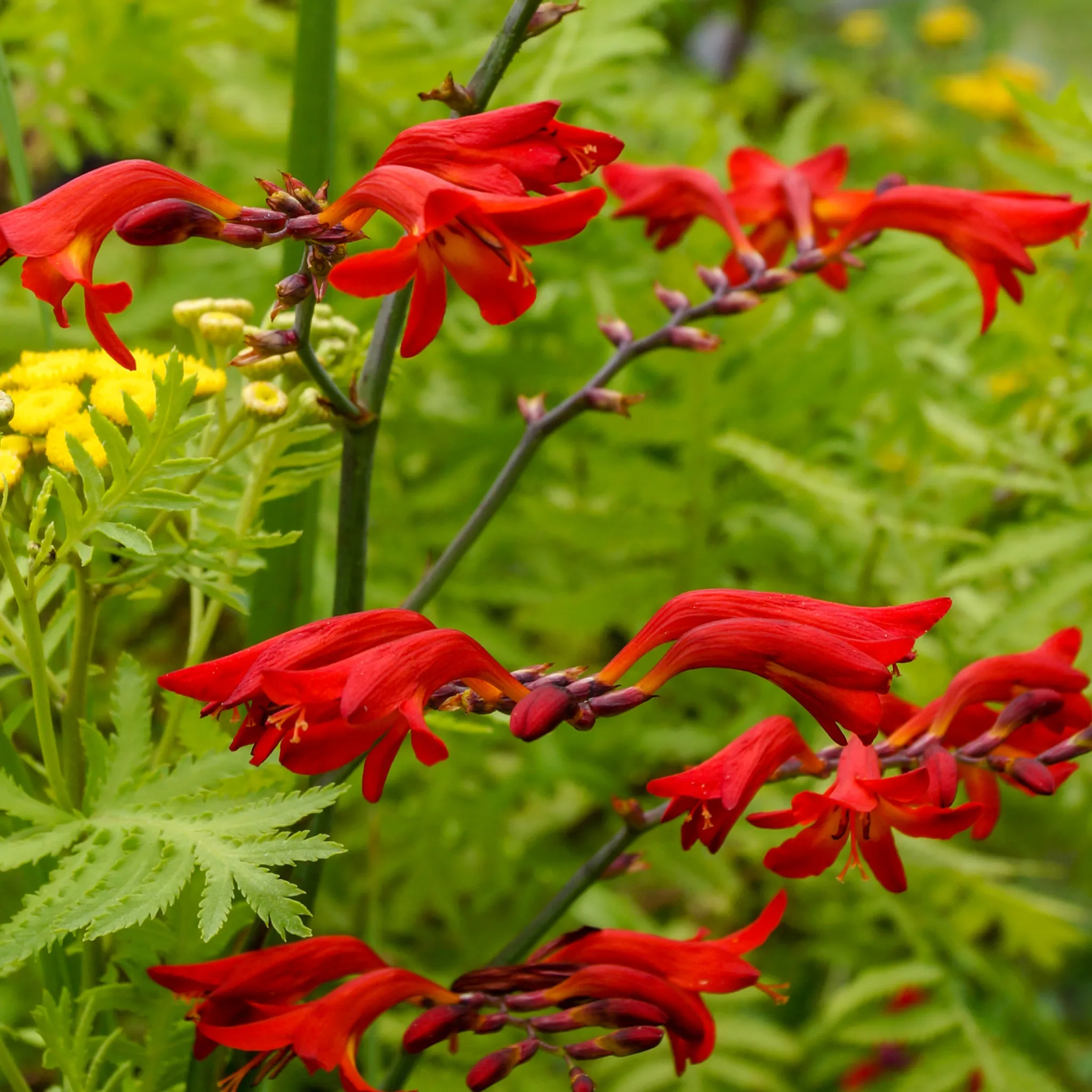 Crocosmia x crocosmiiflora 'Emberglow' 9cm/2L