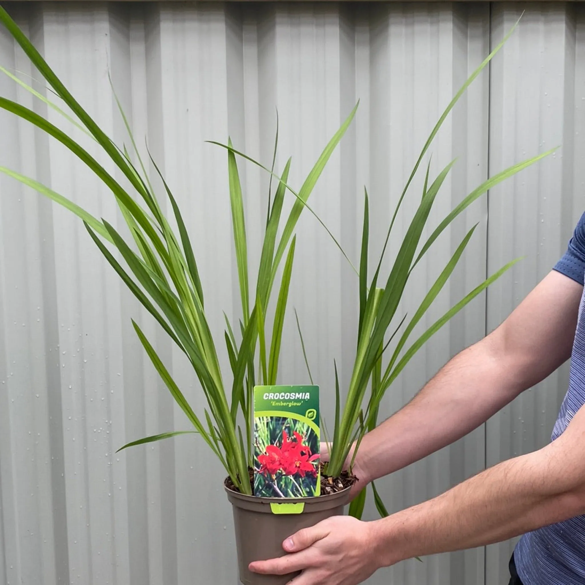 Crocosmia x crocosmiiflora 'Emberglow' 9cm/2L