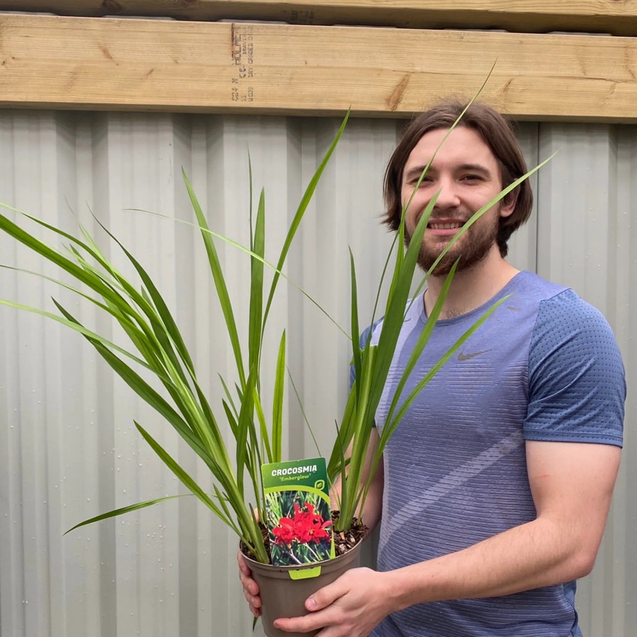 Crocosmia x crocosmiiflora 'Emberglow' 9cm/2L