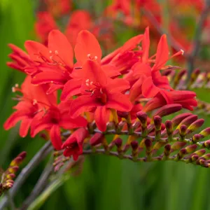 Crocosmia x crocosmiiflora 'Lucifer' 9cm/2L