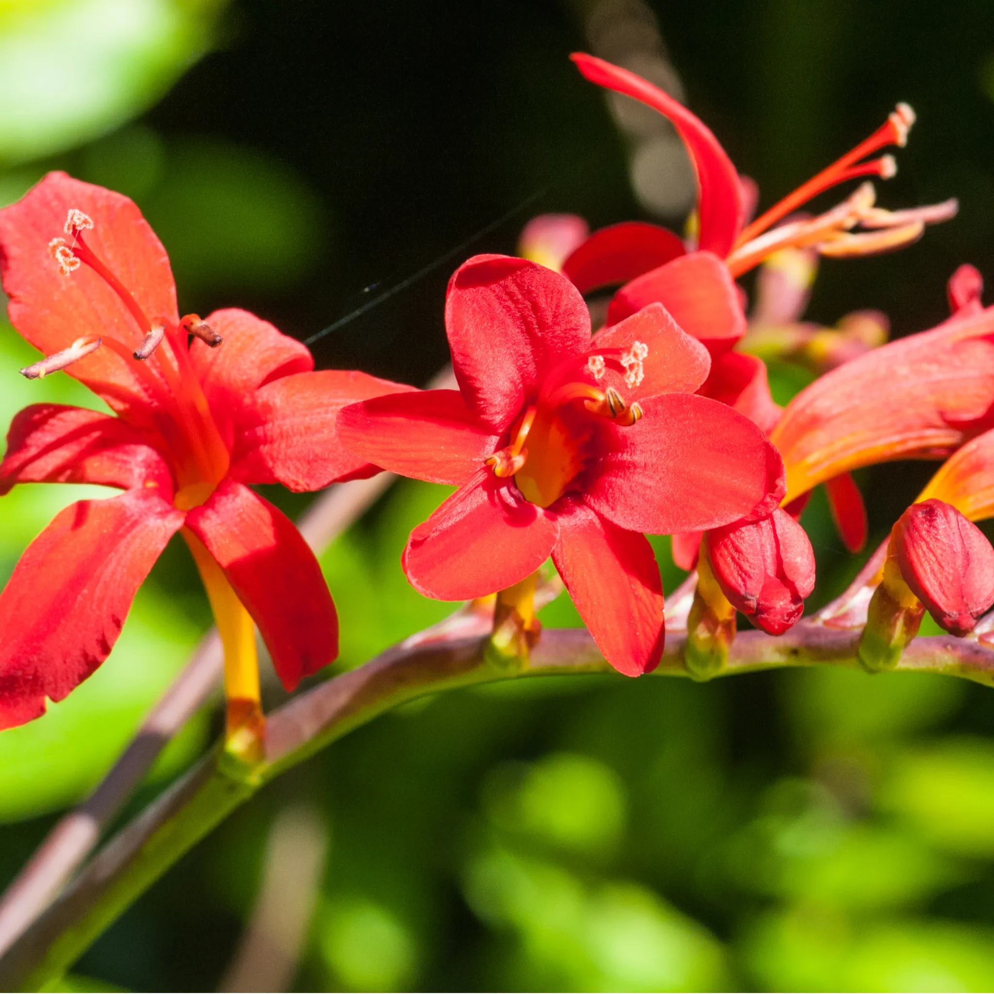 Crocosmia x crocosmiiflora 'Lucifer' 9cm/2L