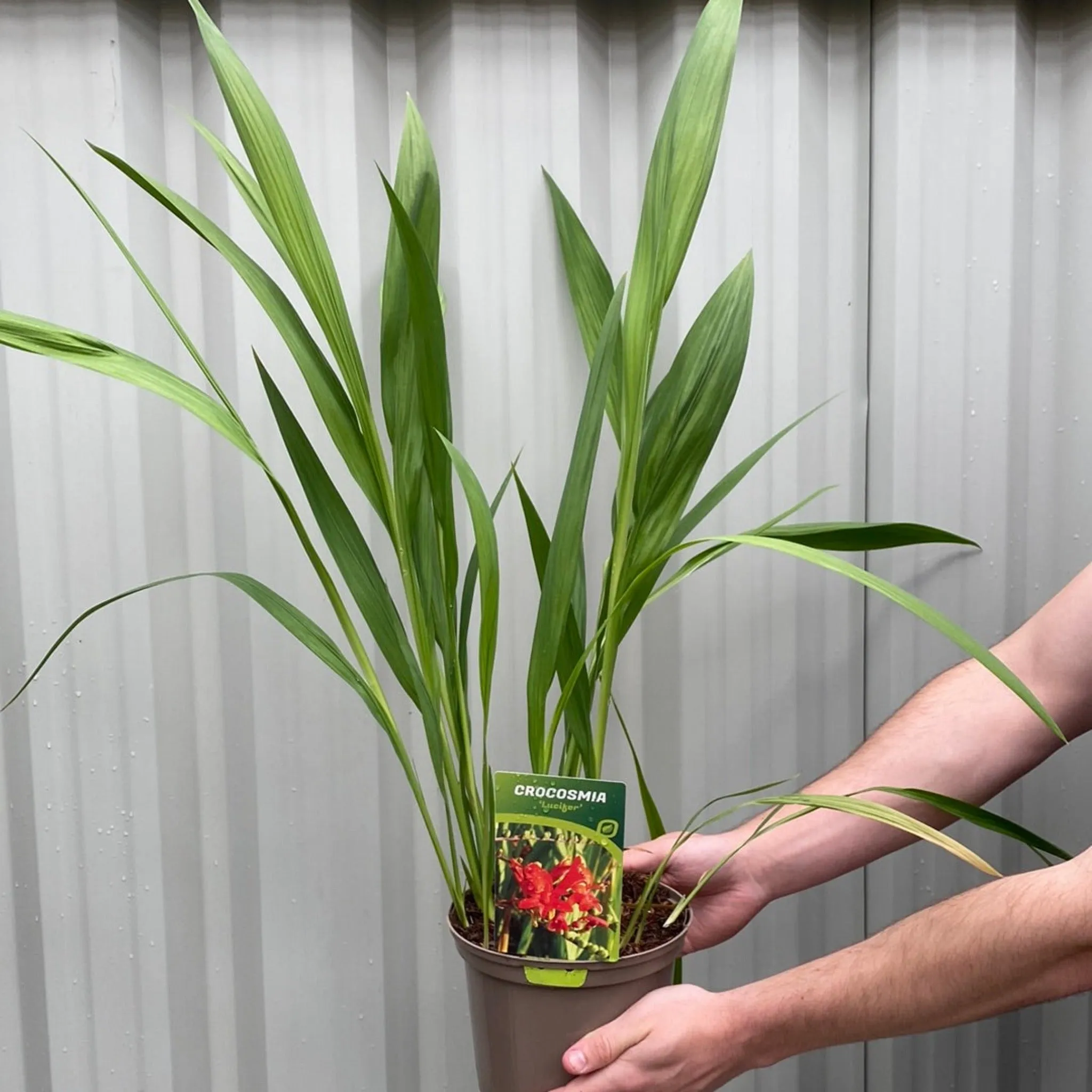 Crocosmia x crocosmiiflora 'Lucifer' 9cm/2L