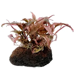 Cryptocoryne on Lava Rock - Mini Mixed