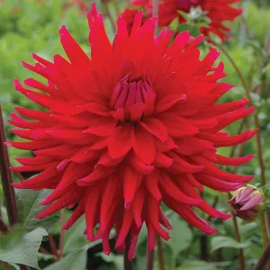 Dahlia Acapulco Plant