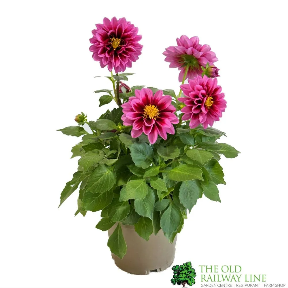 Dahlia 'Amazone' 1Ltr Pot