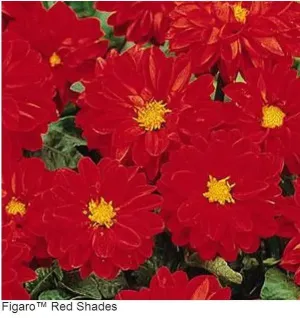 Dahlia Figaro Red Shades Flower Seeds