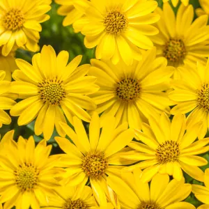 Daisy:  'Bright Lights Yellow African' - 4.5 (Jf)