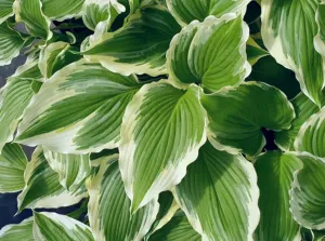 Dancing Hero Hosta