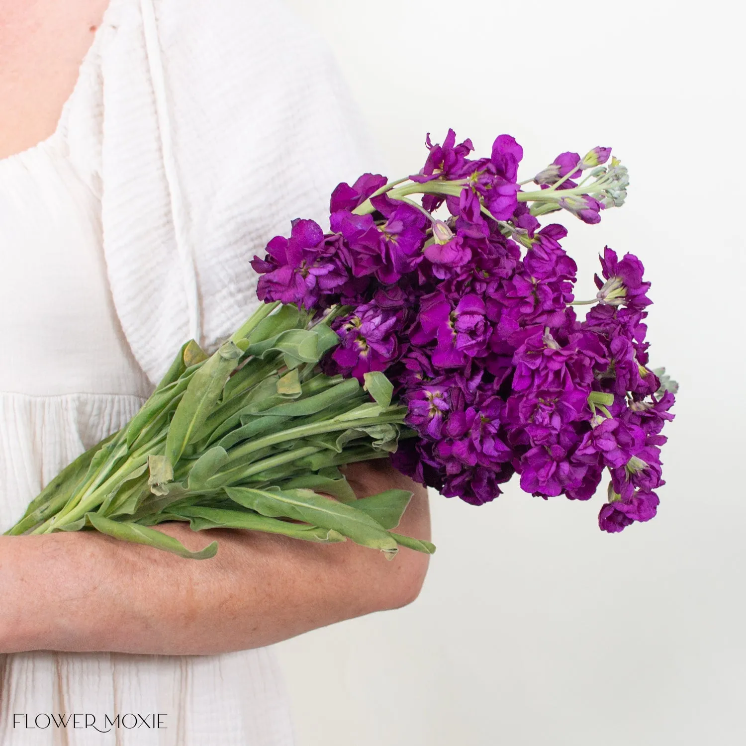 Dark Purple Stock Flower