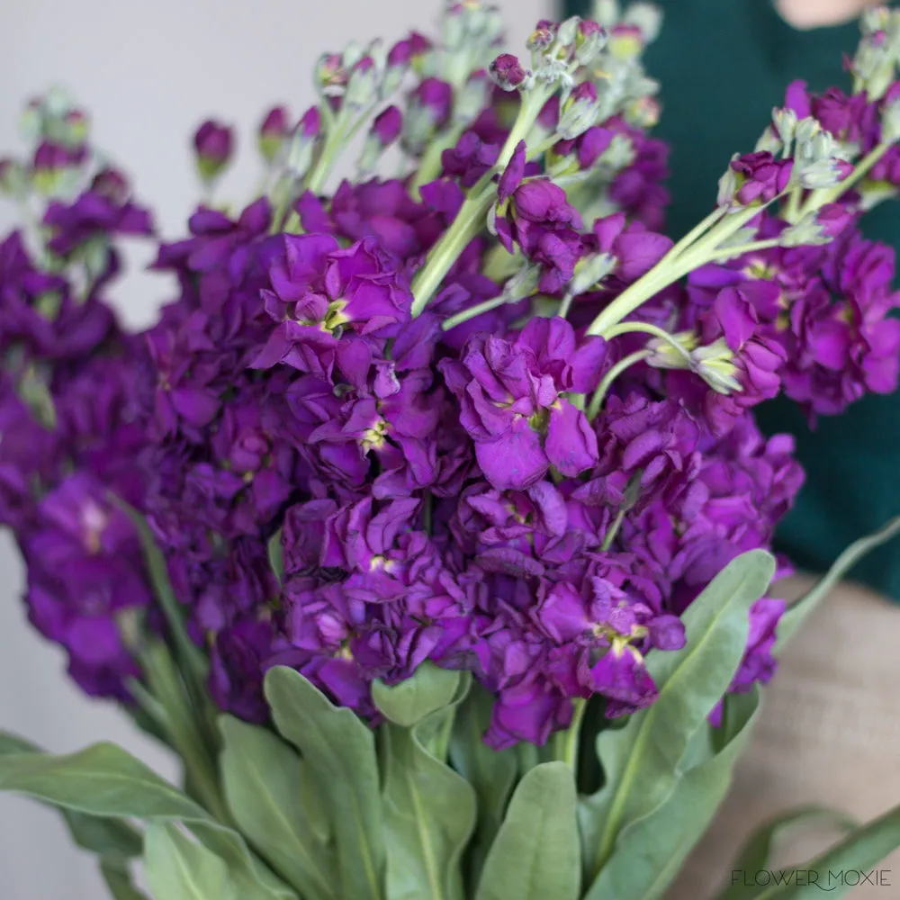 Dark Purple Stock Flower