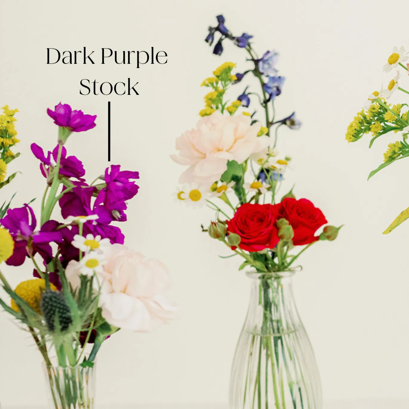 Dark Purple Stock Flower