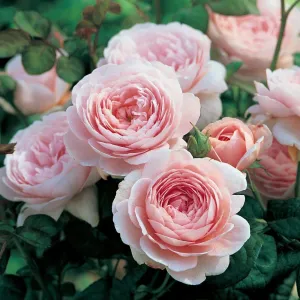 David Austin 'Queen of Sweden' Pink English Rose 6Ltr Pot