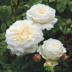 David Austin 'Tranquillity' White English Shrub Rose 6Ltr Pot