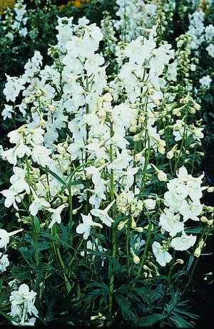 Delphinium Casa Blanca White Seeds