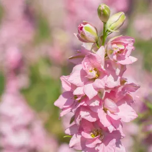 Delphinium Rose White Bee 1.5L