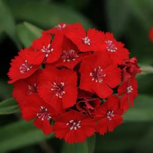 Dianthus Magic Charms Scarlet Flower Seeds