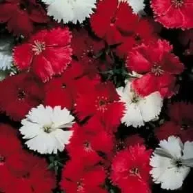 Dianthus Magic Charms Scarlet Flower Seeds