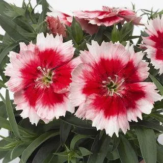 Dianthus Super Parfait Red Peppermint Flower Seeds