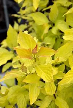 Dogwood:  'Neon Burst™' -2 Gal (Bl)