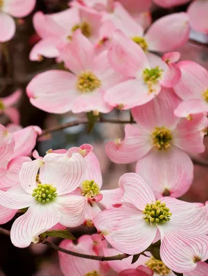 Dogwood - Pink