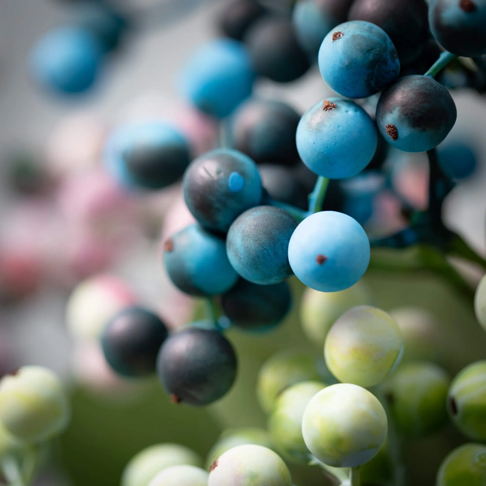 Dusk-Colored Berry Stem Trio