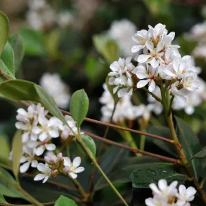 Dwarf Indian Hawthorn