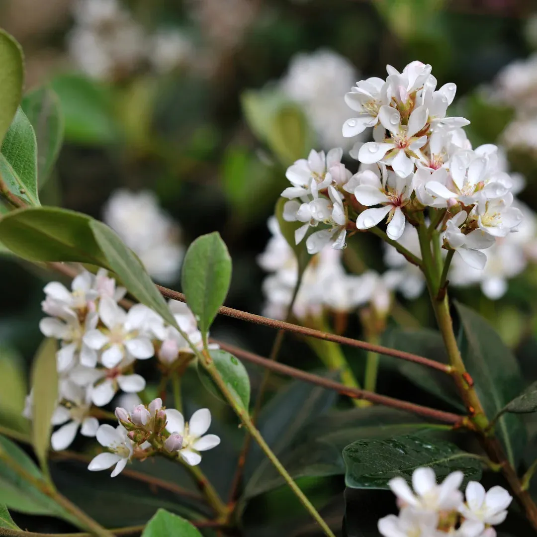 Dwarf Indian Hawthorn