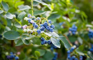 Earliblue Blueberry Bush