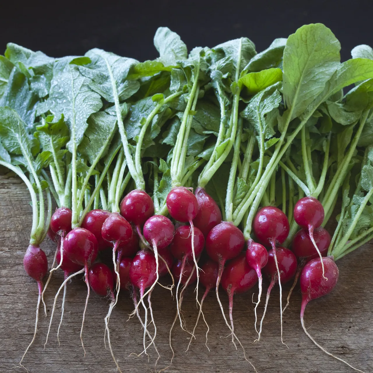 Early Scarlet Globe Radish Seeds (Raphanus sativus cv.)