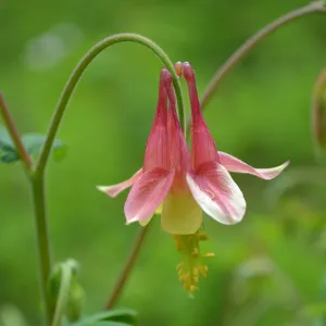 Eastern Red Columbine (Aquilegia canadensis)