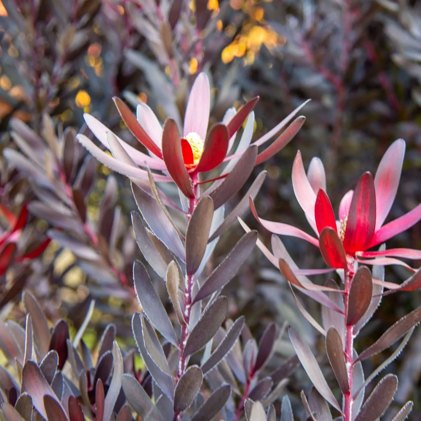 Ebony Conebush