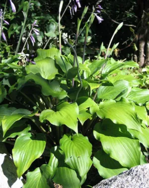 Ebony Towers Hosta