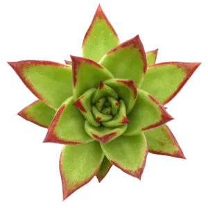 Echeveria agavoides 'Lipstick'