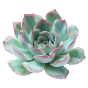 Echeveria pulidonis