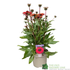 Echinacea 'Mooodz Devotion' Plant 3Ltr Pot