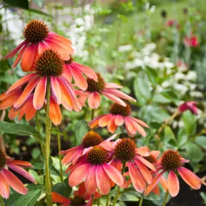 Echinacea purpurea 'Cheyenne Spirit' 9cm