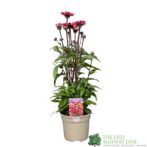 Echinacea 'Sunseekers Red' Plant 3Ltr Pot