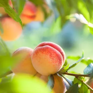 Elberta Peach Tree