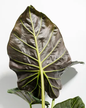 Elephant Ear Alocasia Regal Shield