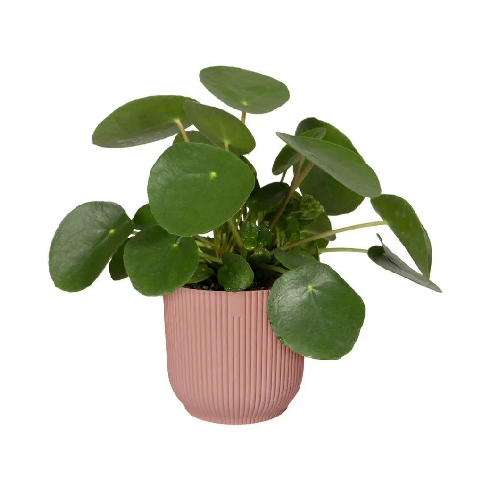 Elho 25cm Delicate Pink Vibes Fold Round Pot