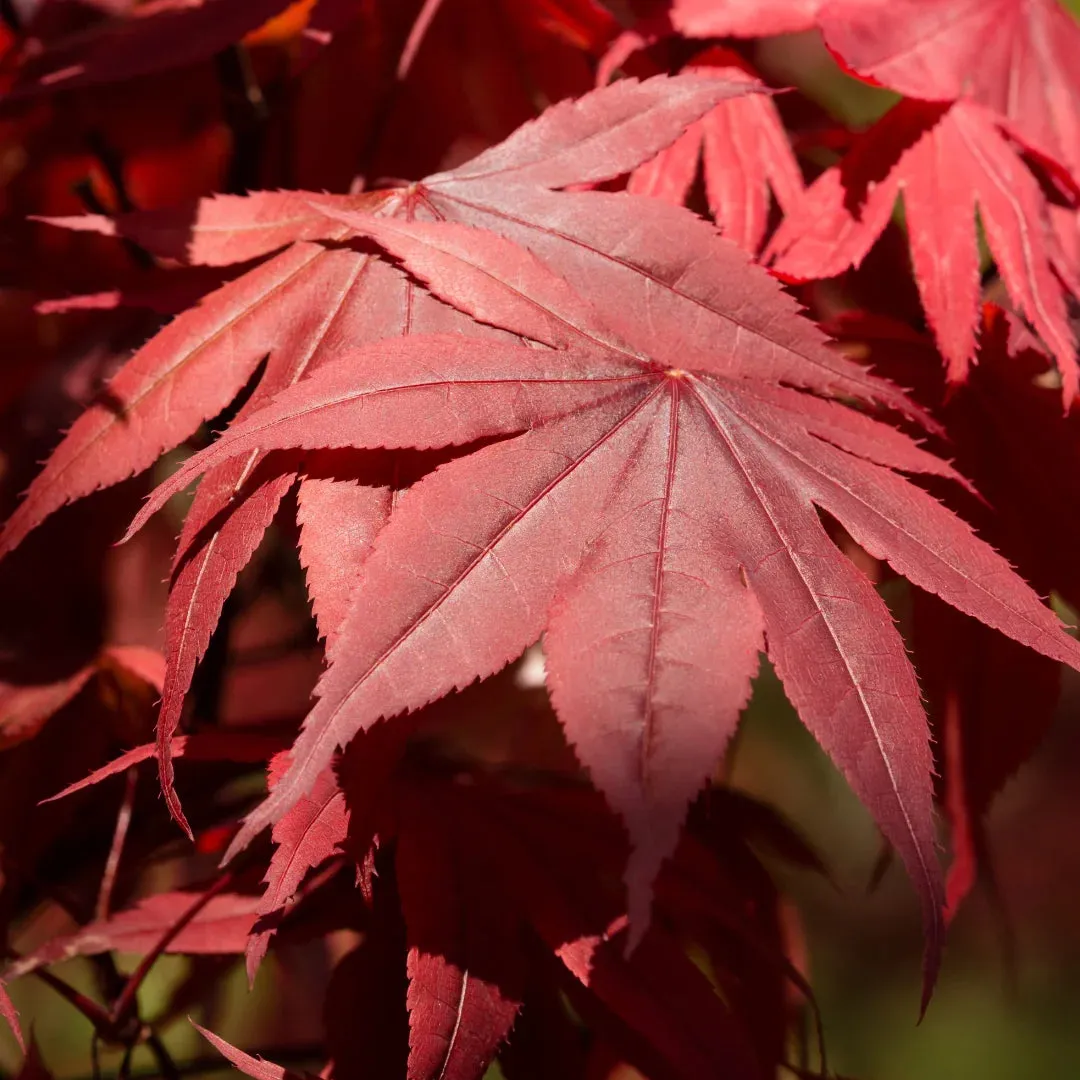 Emperor Japanese Maple Tree